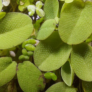 Salvinia natans