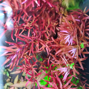 Rotala Blood Red SG Variant