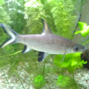 1 lot 2 balantios