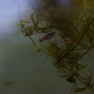 Guppy endler (Poecilia wingei) red