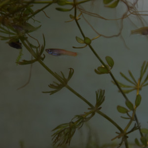 Guppy endler (Poecilia wingei) red