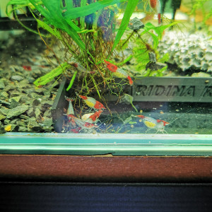 Neocaridina rili red