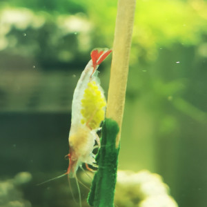 Neocaridina rili red