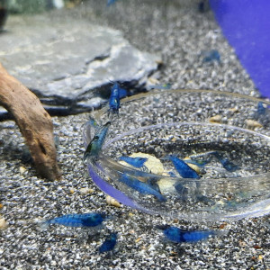 Neocaridina blue velvet