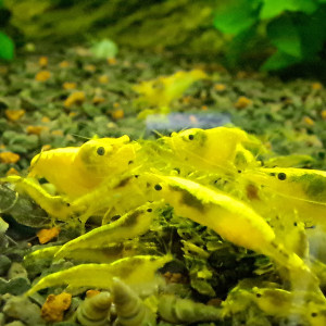 Neocaridina yellow neon