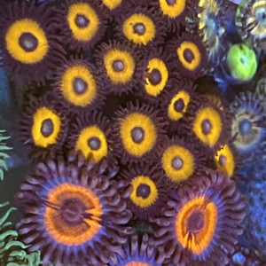 Zoas