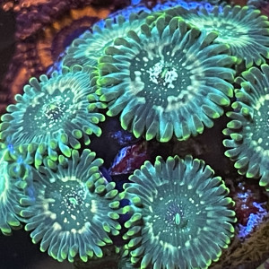 Zoas