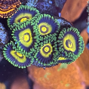 Zoas