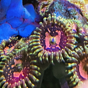 Zoas