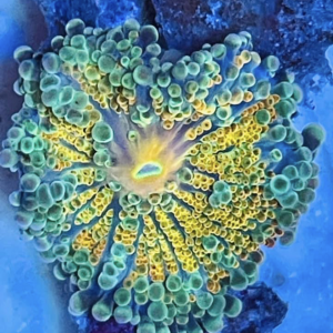 Zoas