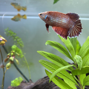 Betta femelle