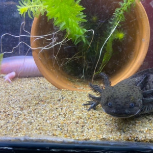 Bébés axolotls en cours d'élevage