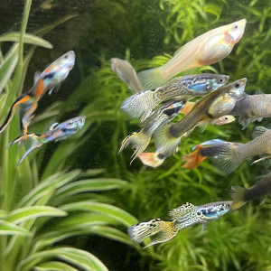 Vends guppys endler mâles et femelles
