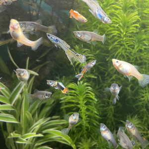 Vends guppys endler mâles et femelles