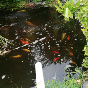 Vends koi et pompes pour bassin