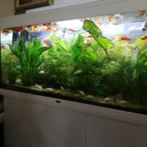 Aquarium aquatlantis 240 avec poissons et toutes les pompes extérieures et interieures