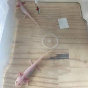 Axolotl