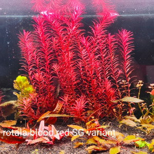 Plantes rares pour aquarium
