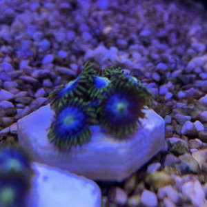 Zoanthus Blue star