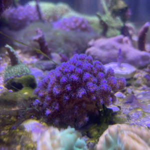 Pocillopora damicornis violet