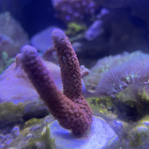 Montipora Digitata rouge