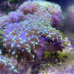 Euphyllia paradivisa