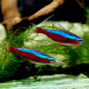 DON Néons Cardinalis + Corydoras Panda + Crevette Amano