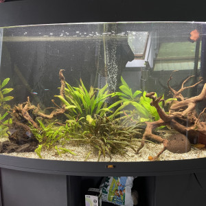 Plantes eau douce chaude
