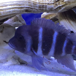 Cyphotilapia frontosa gibberosa chituta Bay Zambia F1