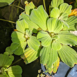 Pistia