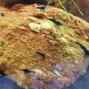 Crevette Neocaridina Blue diamond