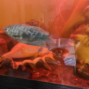 Vend poissons et aquarium 200 litres