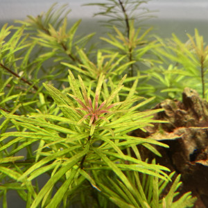 Ludwigia inclinata var « cuba »