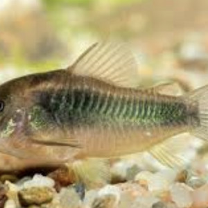 Corydoras aeneus