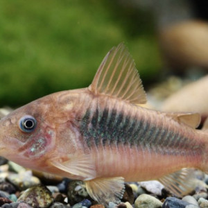 Corydoras aeneus