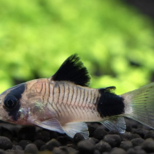 Corydoras panda