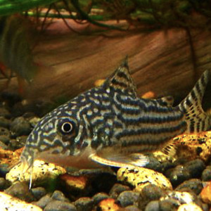 Corydoras sterbai