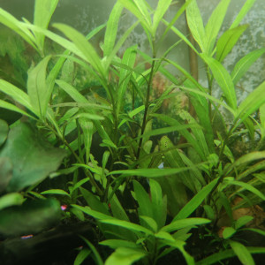 Hygrophila Polysperma