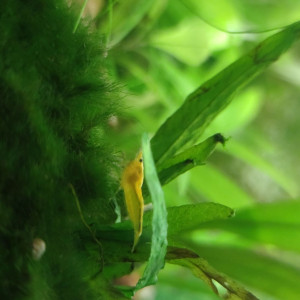 Neocaridina davidi var. yellow neon