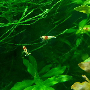 Caridina Red crystal