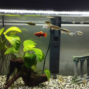 Vends urgent poissons