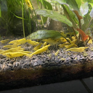 Crevettes Neocaridina Yellow