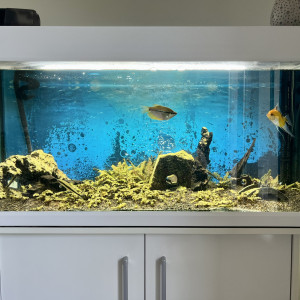 Aquarium 200l complet
