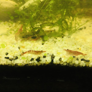 Neocaridina red cherry