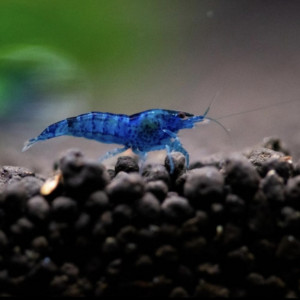 Néo caridina blue velvet