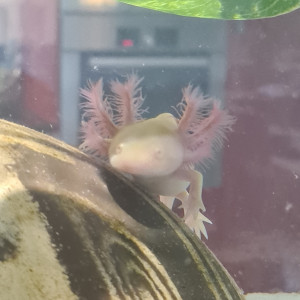 Disponible axolotls golds