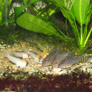 A vendre corydoras sterbai