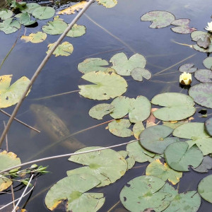 Une quinzaine de koi à vendre - toutes tailles