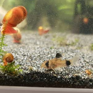 Corydoras panda