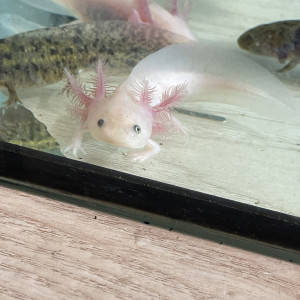 Axolotl